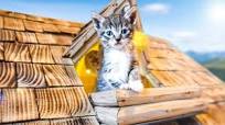 DIY Log Cabin for Cats...Start to Finish