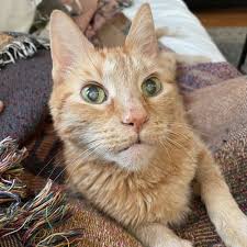 Find the highest quality home care providers in littleton, nh at careinhomes.com. Daly Companion Pet Care Llc Littleton Co