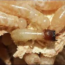 Image result for Cadaba termitaria