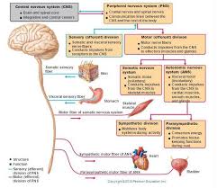Pin By Andres Sanchez On Neuroanatomy Nervous System Nervous System Anatomy Peripheral Nervous System