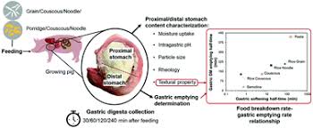 It is made up of semolina or durum wheat flour, which is rich in gluten. Tracking Physical Breakdown Of Rice And Wheat Based Foods With Varying Structures During Gastric Digestion And Its Influence On Gastric Emptying In A Growing Pig Model Food Function Rsc Publishing