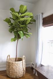 Fiddle Leaf Fig Tree In Basket Decorating Your Home Fiddle Leaf Fig Tree Fiddle Leaf Fig