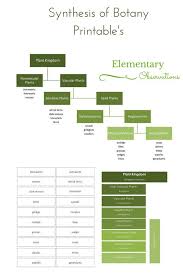 Free Printable Synthesis Of Botany Classification Cards Botany Plant Science Plant Classification