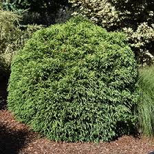 Maybe you would like to learn more about one of these? Dwarf Globe Japanese Cedar Cryptomeria Japonica Globosa Nana In Richmond Fairfax Loudoun Prince William Fredericks Virginia Va At Meadows Farms Nurseries