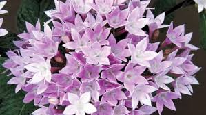 Image result for Pentas schumanniana