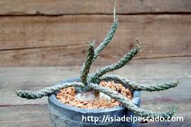 Image result for Euphorbia duseimata