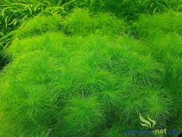 Image result for Eriocaulon setaceum