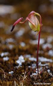 Image result for Dignathia gracilis