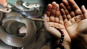 May 7, 2020 sifudurian tips & petua 0. Marak Serangan Ular Inilah Doa Doa Rasulullah Agar Terhindar Dari Gangguan Binatang Buas Tribun Jabar