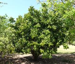 Image result for Clausena