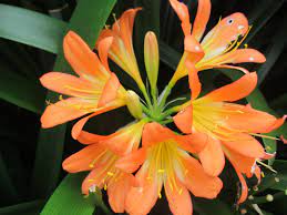 Pin By Mario Palomo On Plantas Hermosas Plants