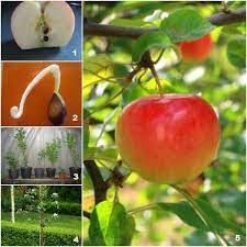 5 Pasos Simples Para Crecer Semillas De Manzana Apple Tree From Seed Growing Fruit Trees Growing Fruit