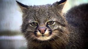 Avistan un gato colocolo en la región de magallanes después de 30 años. Serie Explora Tu Region Llanos De Challe Gato Colo Colo Youtube