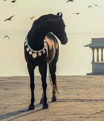 marwari horse meeting the sun photo ekaterina druz horses marwari horses horse ears