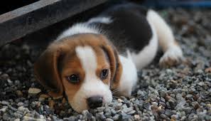 Those losers don't know when to quit! 509960 Beagle Pet Dog Puppy Baby Animal Wallpaper Mocah Hd Wallpapers