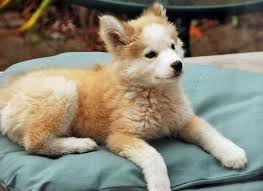 The golden retriever husky mix isn't a purebred dog, but a fairly new and rare type of designer hybrid. Yes Butno