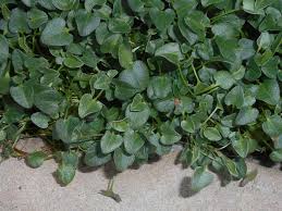 Image result for Falkia