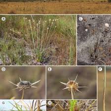 Image result for Syngonanthus longibracteatus