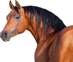 Image result for HORSE