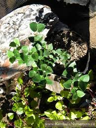 Image result for Carissa bispinosa