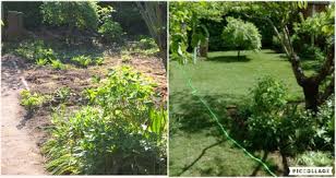 Wer träumt nicht von einem eigenen pool im garten oder hinterhof? Vorher Nachher Bilder Baumpflegethiedes Webseite