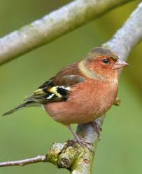 Le Pinson Des Arbres Arbres Des Le Pinson Pet Birds Bird Birds