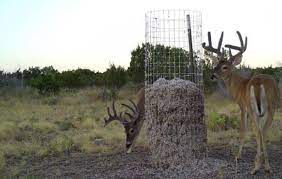 Supplementing White Tailed Deer Diets With Cottonseed