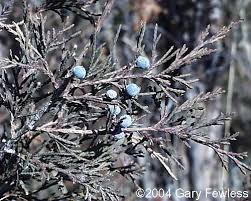Crimea, ukraine stock photo, images and stock photography. Trees Of Wisconsin Juniperus Virginiana Eastern Red Cedar