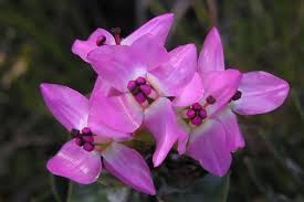 Image result for Penaeaceae