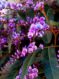 Color palette theme related to english lavender, flora, flower, flowering plant, french lavender, image, lavandula dentata, lavender, plant, purple,. 330 Best Plants Color Lavender Lilac Violet Ideas Plants Planting Flowers Flower Garden