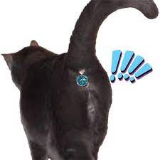 Buy Twinkle Tush Cat Jewel Online at Low Prices in India - Amazon.in