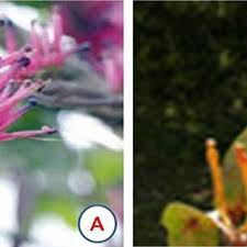 Image result for Phragmanthera eminii