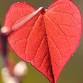 Awakening the Heart - One Day Insight Meditation...