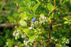 Bird Netting For Blueberries How To Grow Buckets Full Of Blueberries No Matter Where You Live In 2020 Blueberry Food Garden Fruit Garden