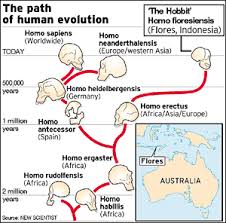 Human Evolution Overall