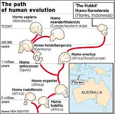 human evolution overall