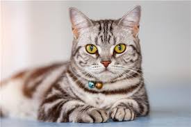 Bir Kedi Nasil Atilir Evcil Hayvanlariniz Icin Mutlu Bir Ev Nasil Yapilir