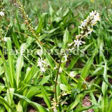 Image result for Chlorophytum bowkeri