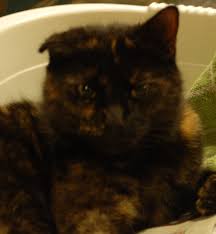 Photos of cat's cajun dirty cauliflower rice. Cat Tales Windinthewillowscaravan S Blog