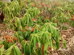 Climatic conditions of the pacific northwest are so well suited to the great majority of rhododendron species and garden hybrids but few pests will bother them. Rhododendron Cercospora Leaf Spot The Garden Website Com