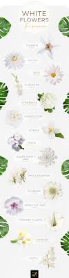 Decorate your wedding with flower walls. 40 Types Of White Flowers Ftd Com