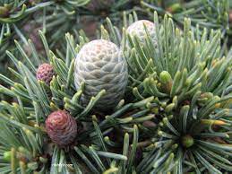 If you see the lesions on the apple leaves or fruit, it is too late to control the fungus. Cedars Of Lebanon Oldest Multimillenary Cedar Trees Cedar Trees Cedars Of Lebanon Lebanon Tree