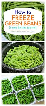 How to freeze green/yellow beans fresh from the garden without blanching. How To Freeze Green Beans A Step By Step Tutorial Thrifty Frugal Mom
