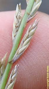 Image result for Tripogon