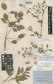 Image result for Pimpinella trifurcata