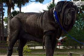 Neapolitan Mastiff Puppy Available Stunning Mastiff Puppies Neapolitan Mastiffs Mastiffs