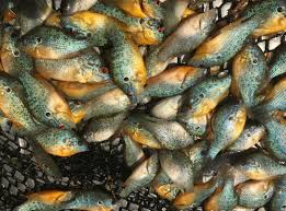 One Of Iowa S Most Colorful Native Fish Species Is Currently Spawning In Northern Iowa Male Orange Spotted Sunfish Take On A Brilliant Fish Northern Iowa Iowa