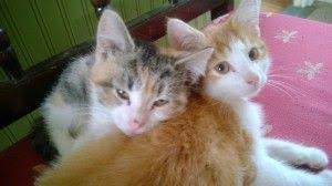 Cat Friendly Practice Animal Hospital Cat Friendly Cats