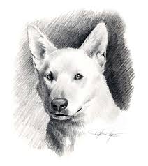 Black And White German Shepherd Painting White German Shepherd Dog Pencil Drawing Art Print By K9artgallery Dog Pencil Drawing White German Shepherd Pencil Drawings