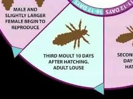 Life Cycle Of Headlice Video Lifecycle Nits Headlice Head Louse Head Lice Pictures Life Cycles
